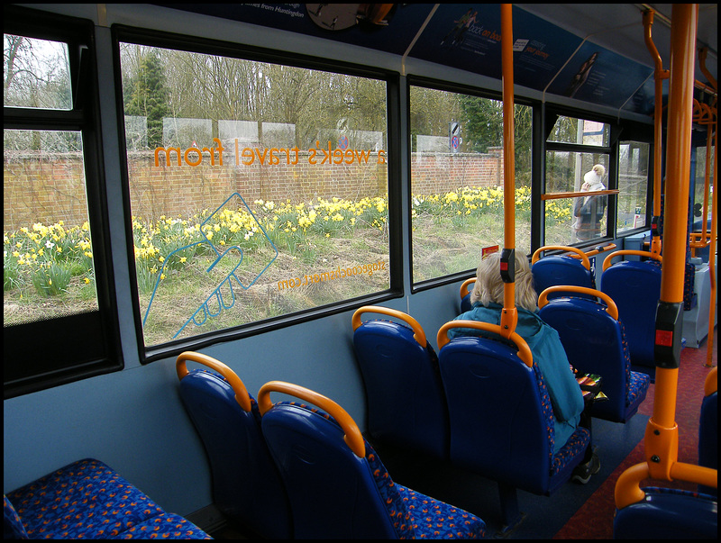 spring daffs at the bus stop