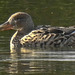 20180407 3670CPw [D~LER] Löffelente [w], Soltborger Kolk, Soltborg