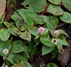 Pink Knotweed