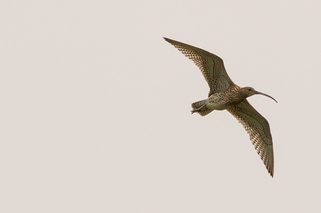 Curlew