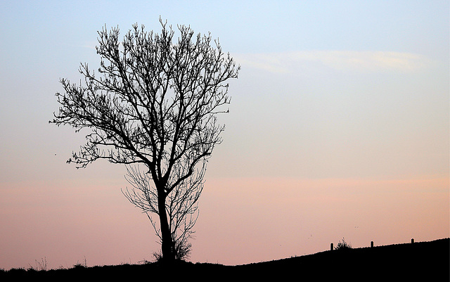 L'arbre