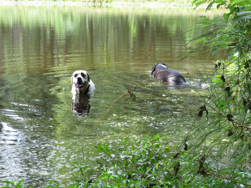 A good place to be on a hot day