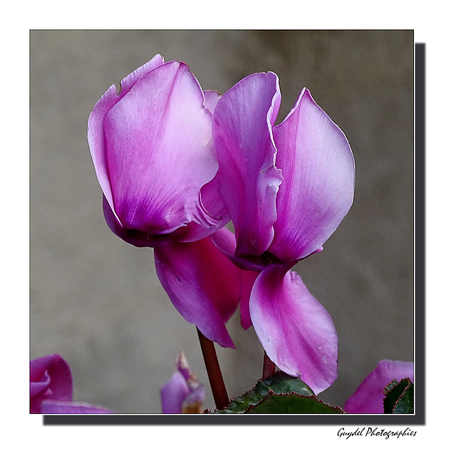 Cyclamen ...