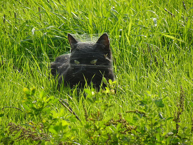 dans les champs