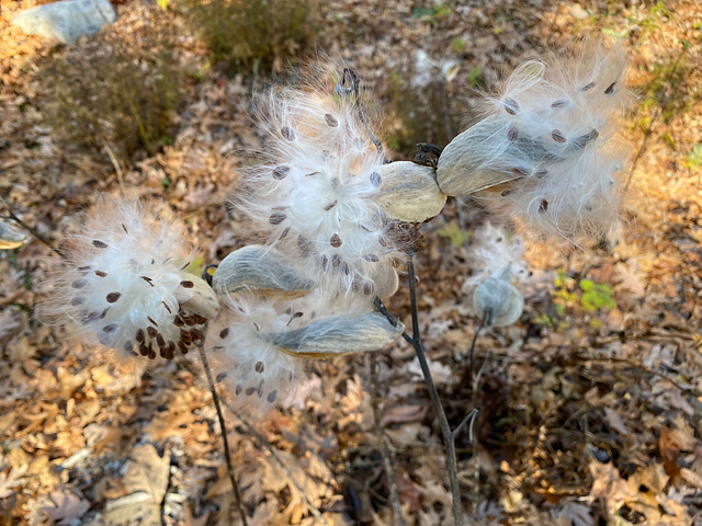 pods with leaves