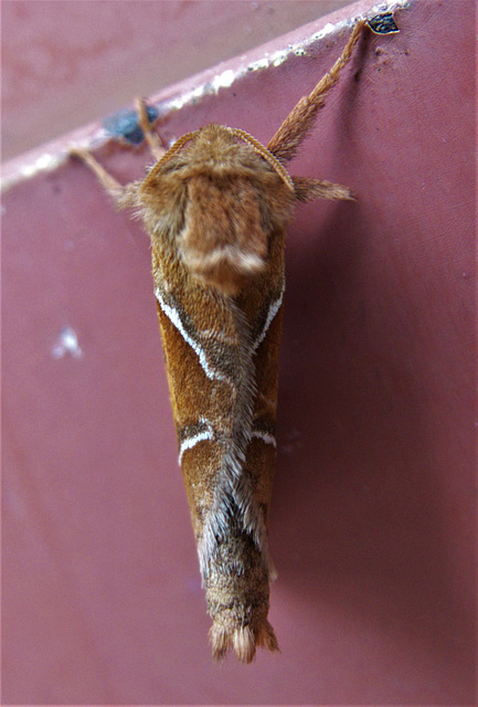 Moth On The Front Door!!