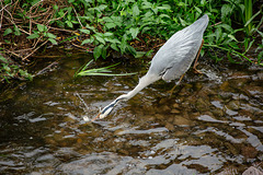 Graureiher fängt Fisch