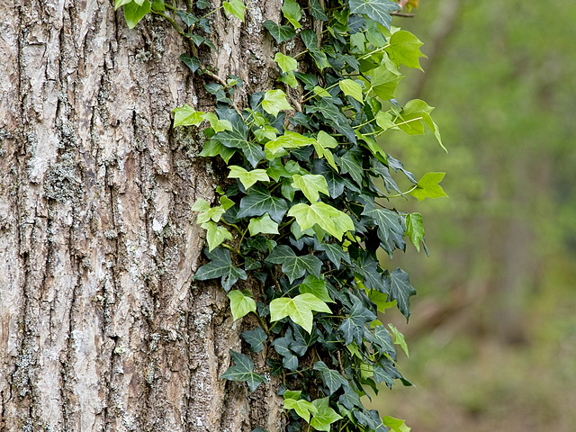 Ivy