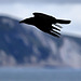 EOS R7 Peter Harriman 11 56 32 4774 01 jurassicCrowst dpp