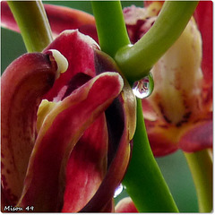 MON JARDIN