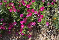 Callirhoe involucrata