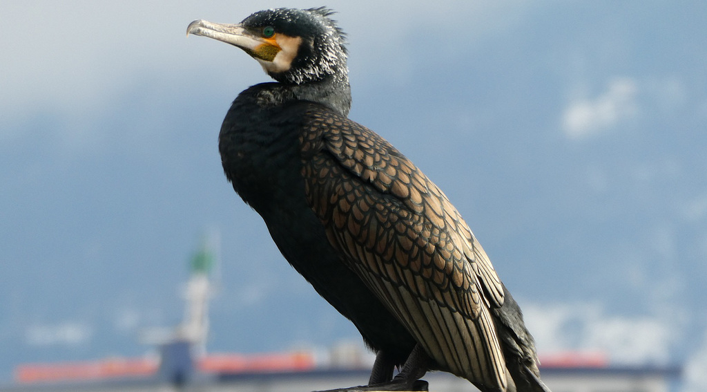 Il Cormorano