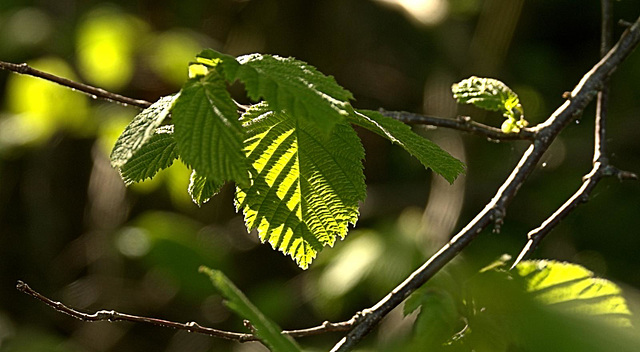 Light and Shadow