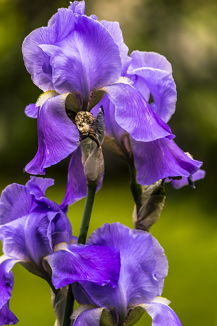 Iris bulbosa floreciendo otro año