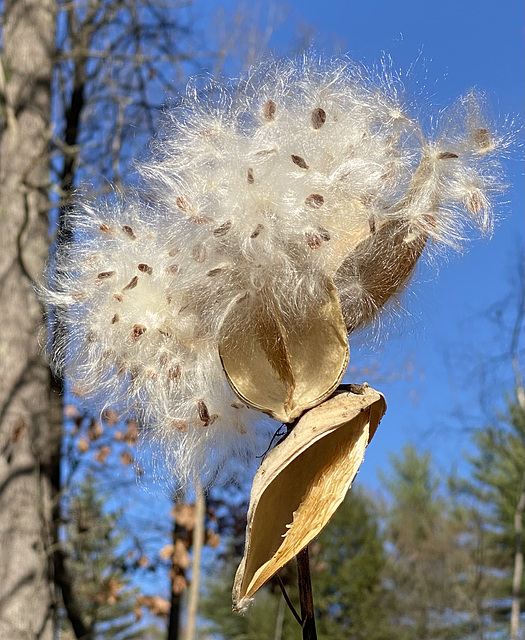 seedpod falling