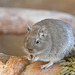 Degu