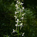 Planthera bifolia, Breitkölbchen, Waldhyazinthe