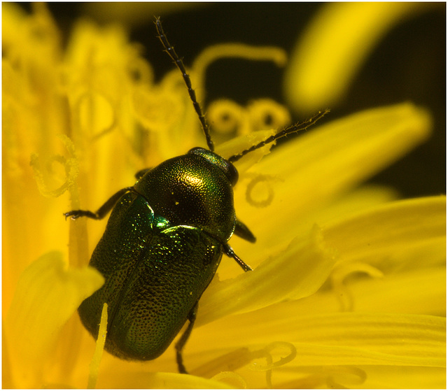 IMG 9623 Cryptocephalus aureolus