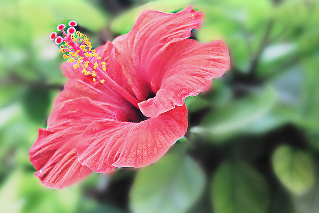 L'Hibiscus Rouge.