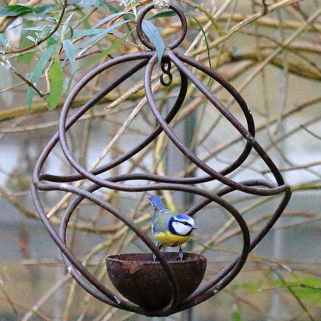 EOS 6D Peter Harriman 11 29 57 26062 blueTit dpp