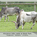Zebu cattle in Beale Park Gardens 3 8 2016 Zebu cattle in Beale Park Gardens 3 8 2016
