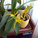 Mes orchidées (anciennes)  011-11052010382