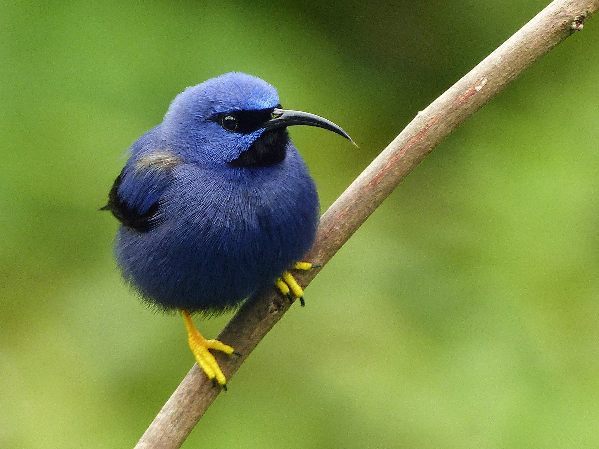 Purple Honeycreeper male