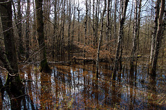 Sol détrempé en forêt d'Orléans