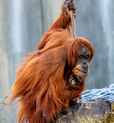 Orangutan