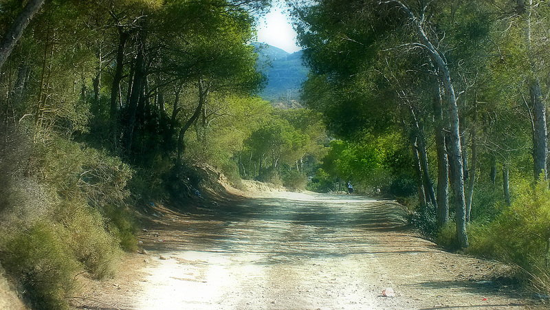 sentier forestier/HFF.