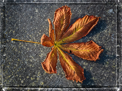 Fallen Leaf