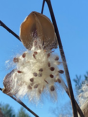 seeds falling