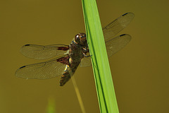 Libellula depressa