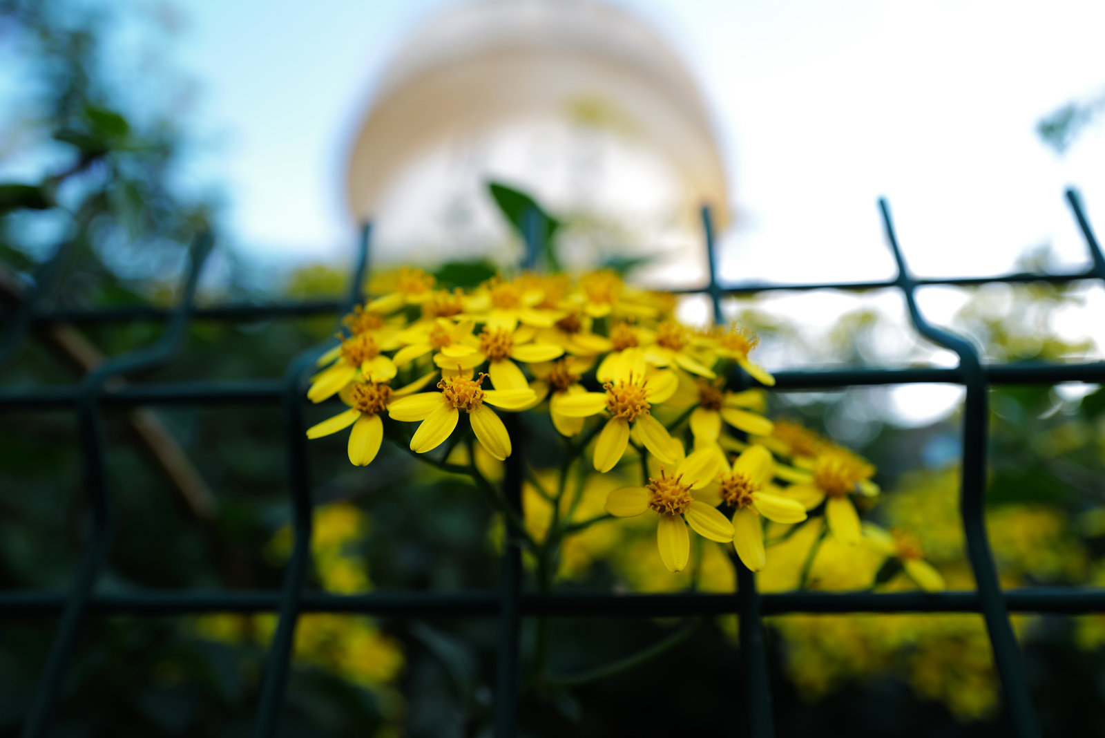 Senecio angulatus, HFF 919