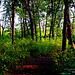 Trees Through The Forest