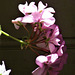 Sunlight on the pink geranium