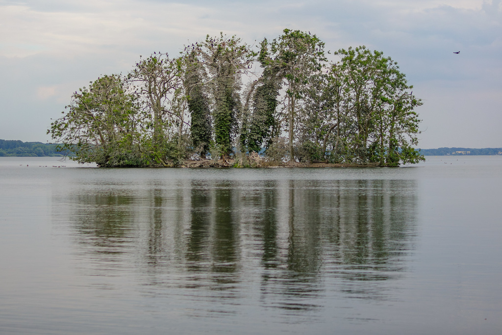 Insel mit Vögeln im gr.Plöner See