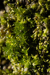 Winter Moss