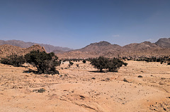 Arbres du désert / Desert trees