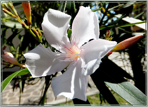 Weißer Oleander. ©UdoSm