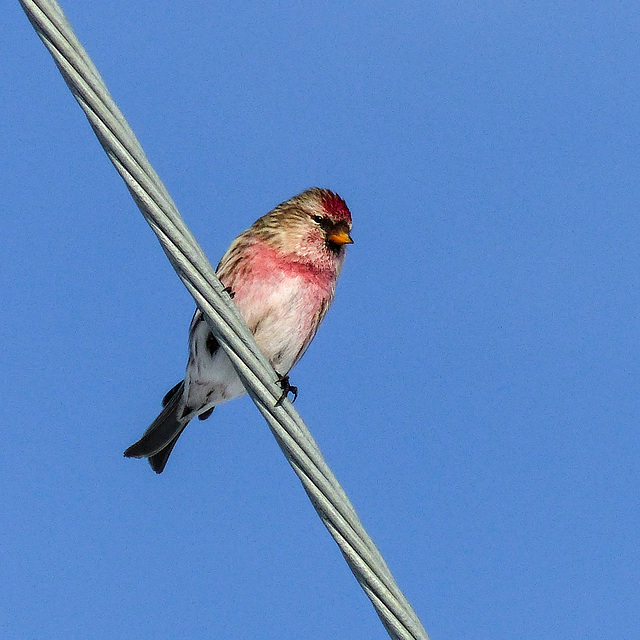 Common Redpoll / Acanthis flammea