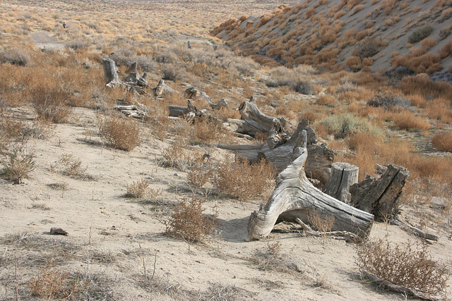 Cottonwood stumps