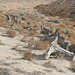 Cottonwood stumps