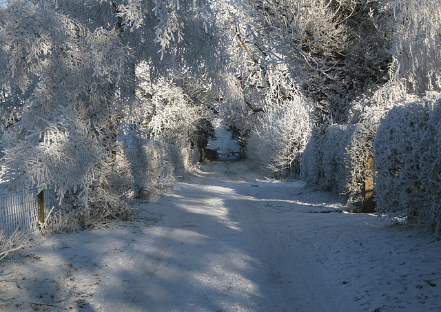 Tunnel through the Trees 21st December 2010