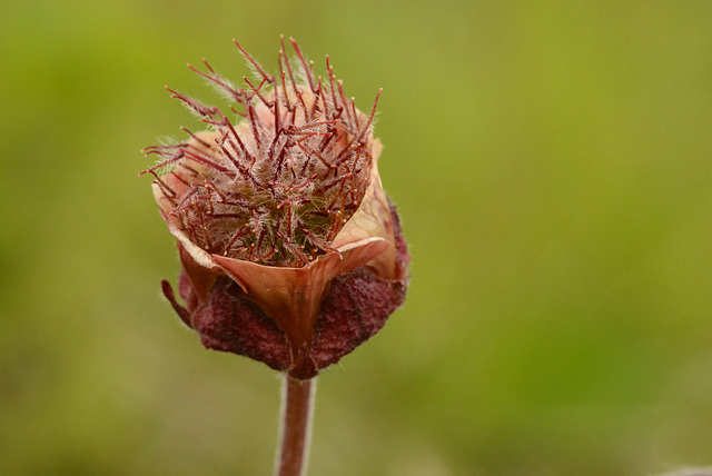 Geum rivale, Fjalldalafífíll, Iceland  DSC3499