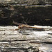 20210927 2953CP~V [D~LIP] Große Heidelibelle (Sympetrum striolatum) [w], UWZ, Bad Salzuflen