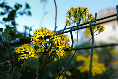 Senecio angulatus, December, HFF