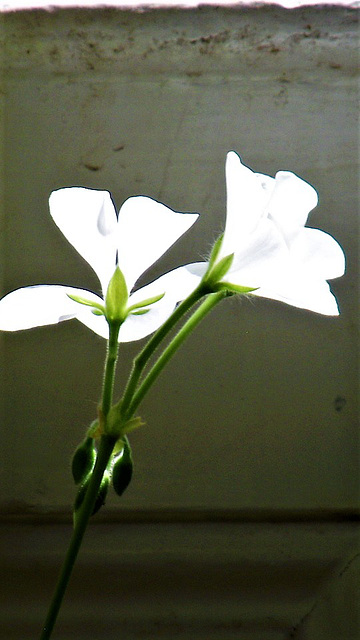 Sun highlighting the white geranium