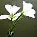 Sun highlighting the white geranium