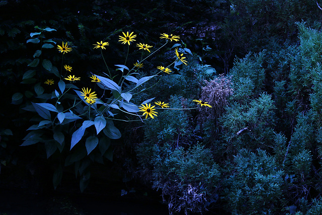 Fleurs de l'ombre . Fleurs de l'ombre .